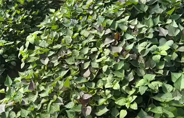 शुद्ध मीठो आलु भर्मिसेलीको स्रोत कसरी बनाउने? Tongyou को आफ्नै खेती आधार